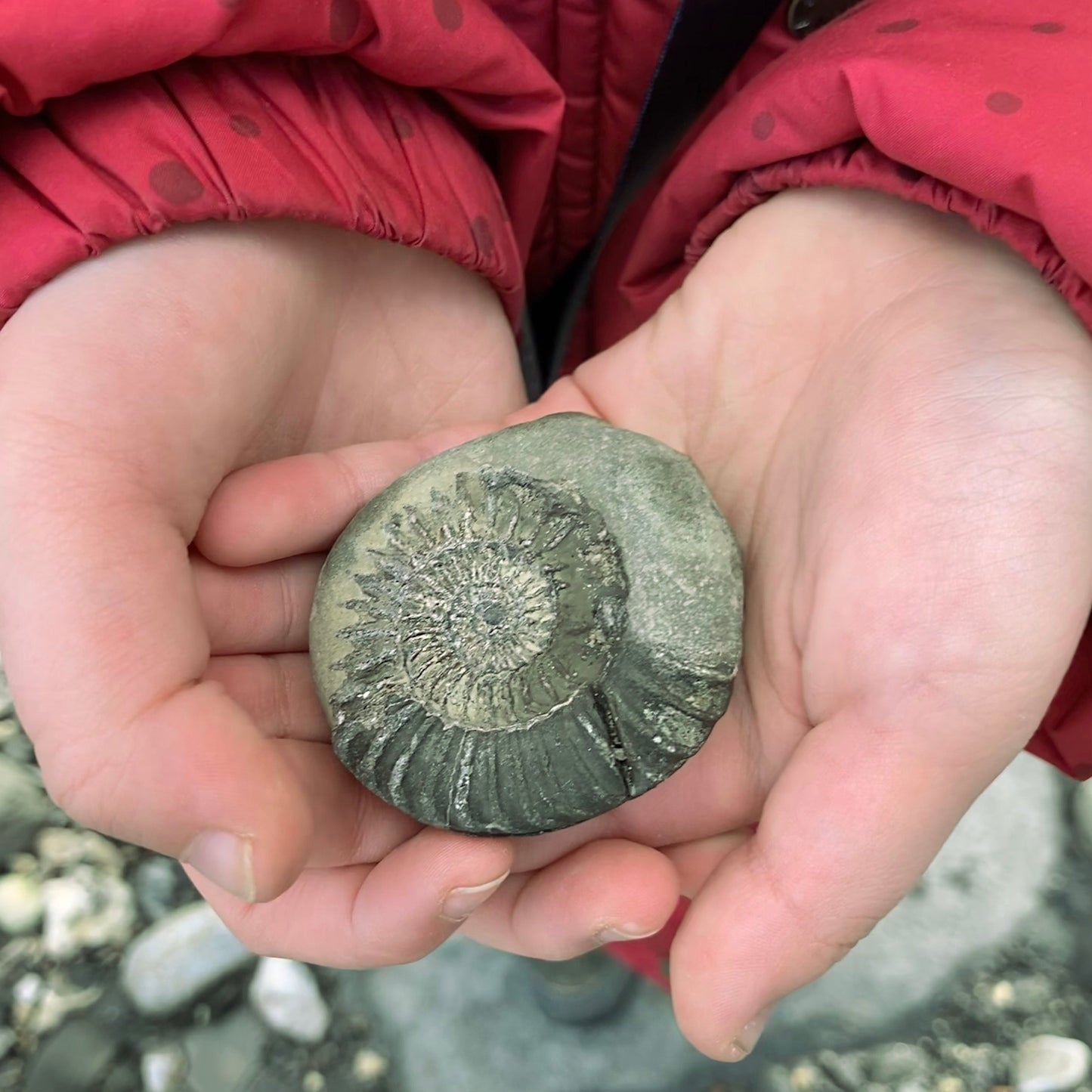 Ammonite grey enamel mug