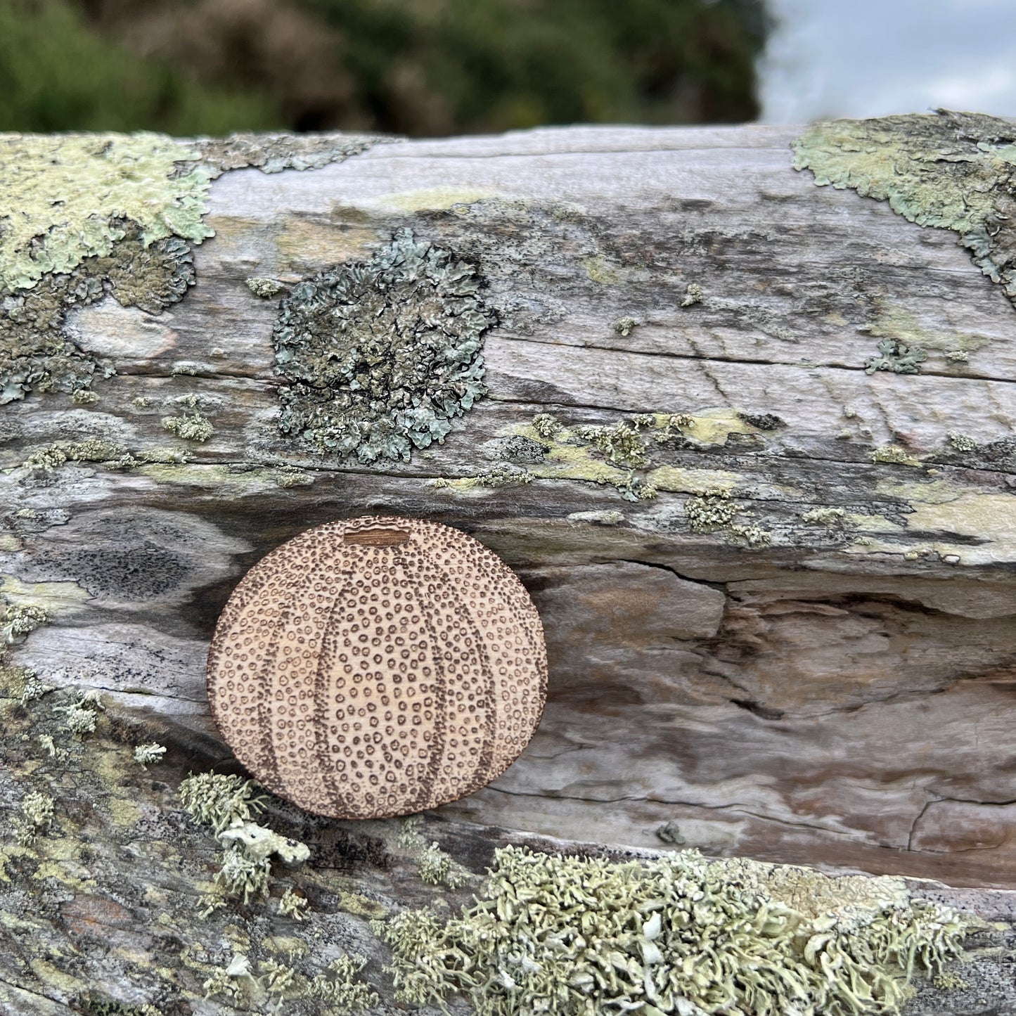 Sea urchin etched wooden brooch